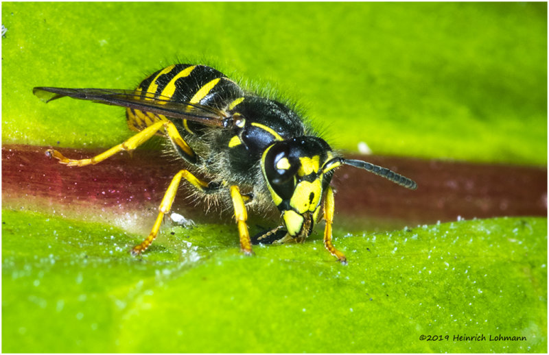 K324433Sandhills_Hornet.jpg