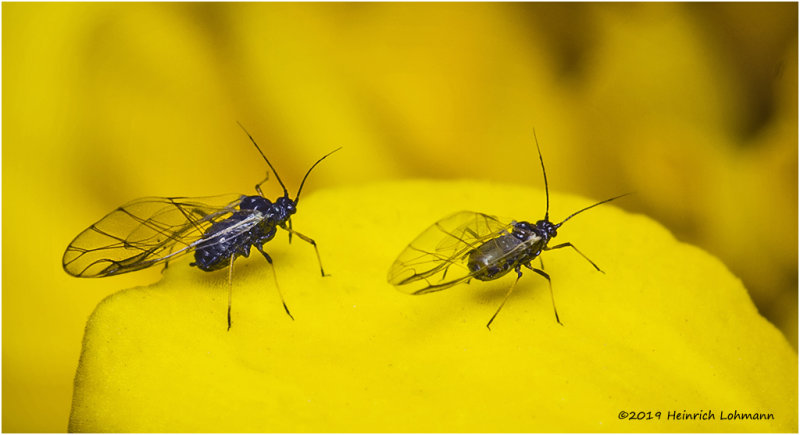 K325088Gnats.jpg
