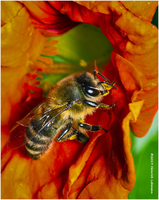 K325998Bee.jpg