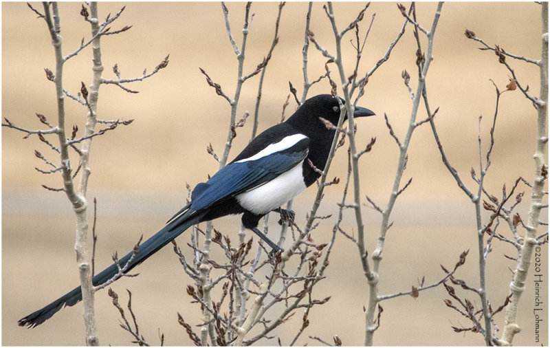 KP24250-Black-billed Magpie.jpg