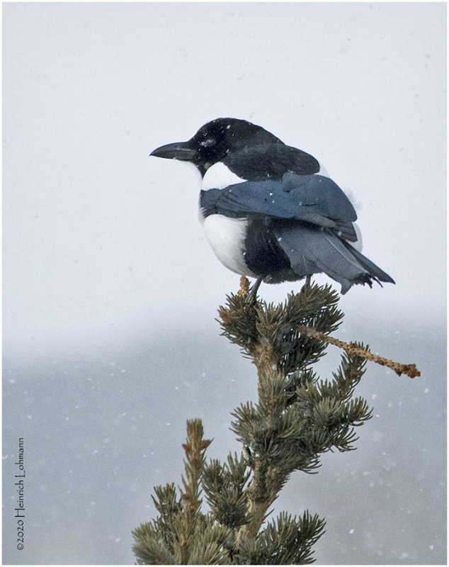 KP24496-Black-billed Magpie.jpg