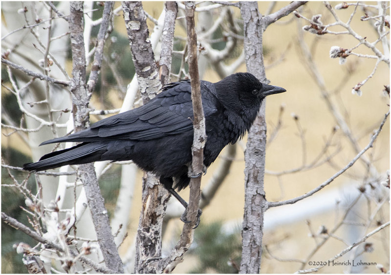 KP24754-American Crow.jpg