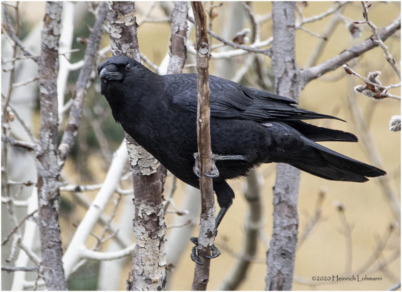 KP24762-American Crow.jpg