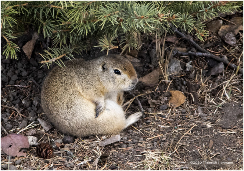 KP24727-Ground Squirrel.jpg