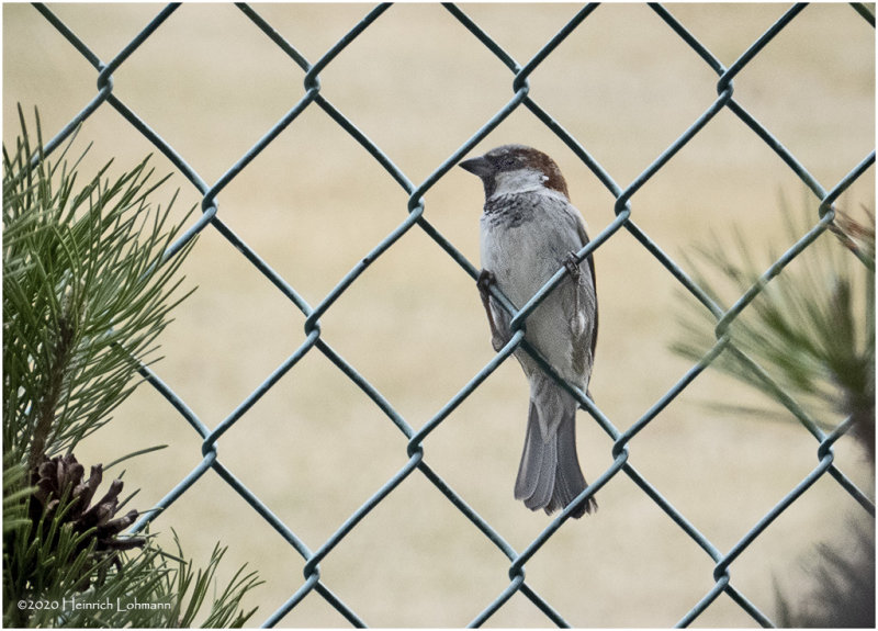DSC0453-House Sparrow.jpg