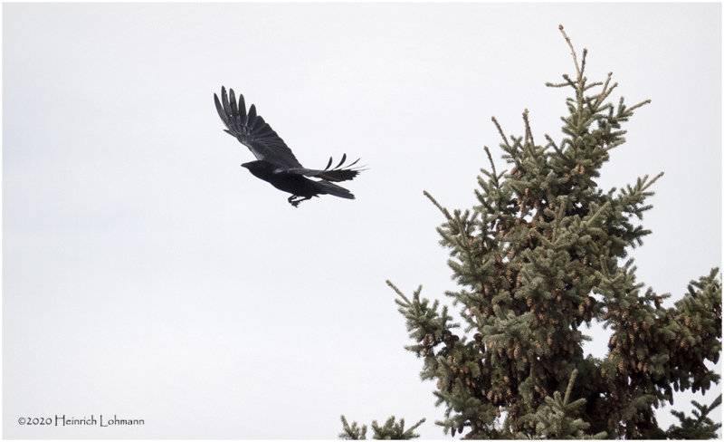 DSC0606-American Crow.jpg