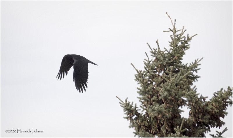 DSC0607-American Crow.jpg