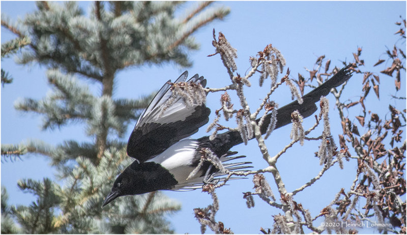 KS26453-Black-billed Magpie.jpg