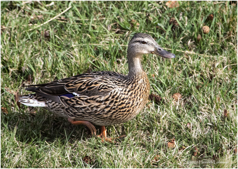 KP24911-Mallard-female.jpg