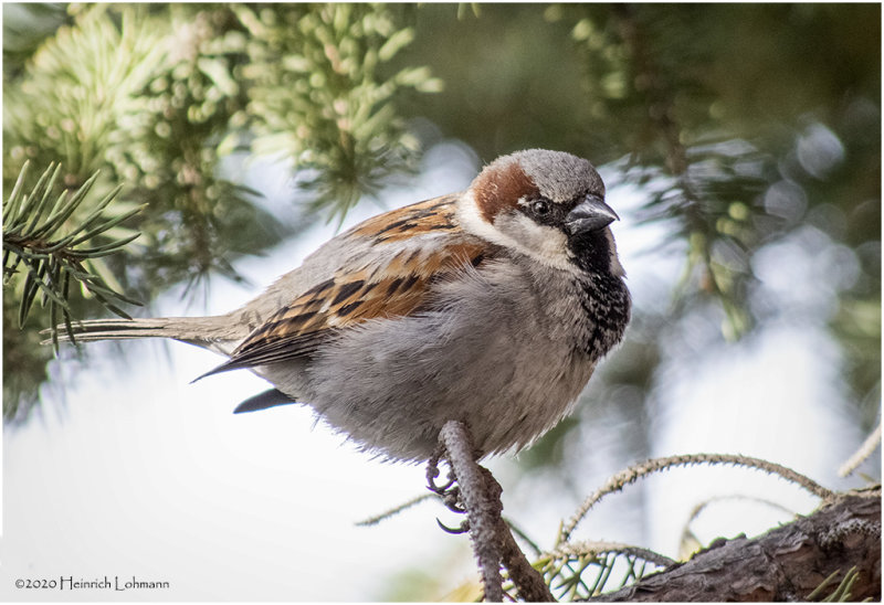 K421093-House Sparrow-male.jpg
