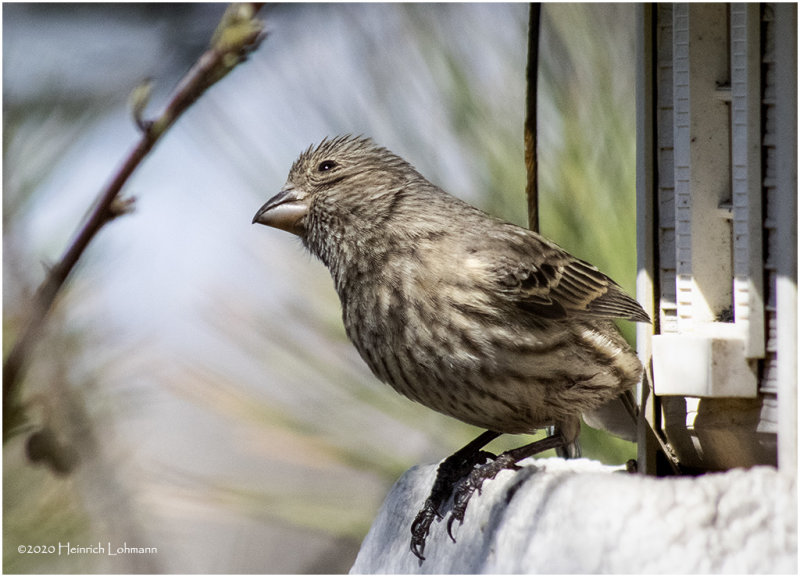K421265-House Finch-female.jpg