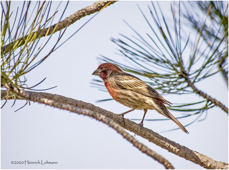 K421279-House Finch-male.jpg
