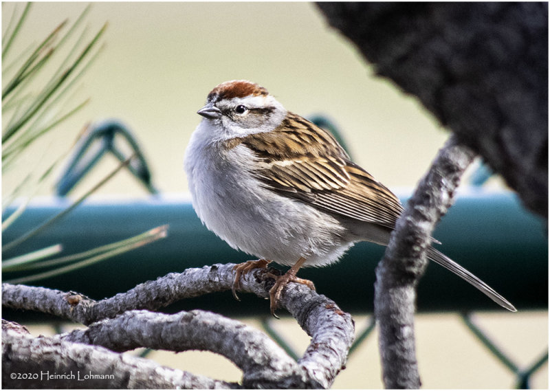 K421445-Chipping Sparrow.jpg