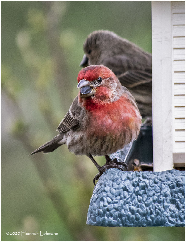 K421455-House Finch-male.jpg