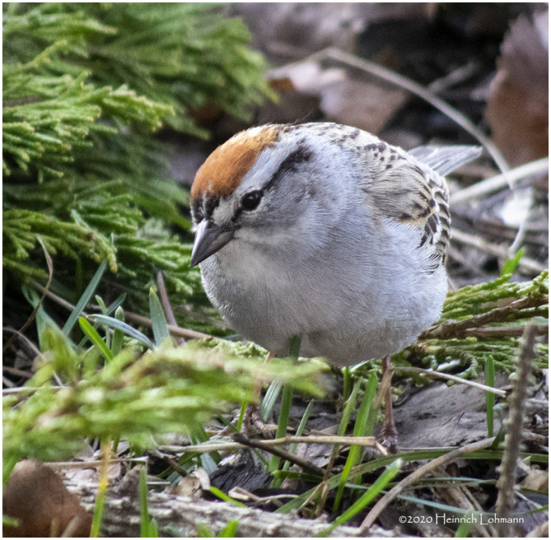 K421600-Chipping Sparrow.jpg