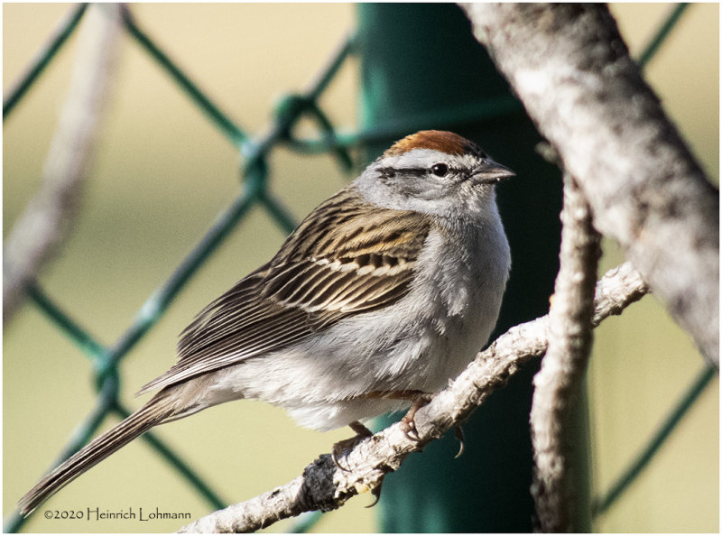 K421617-Chippimg Sparrow.jpg