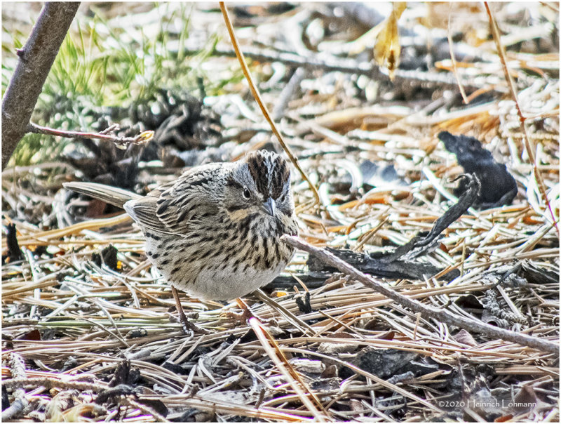 K421602-Lincolns Sparrow.jpg