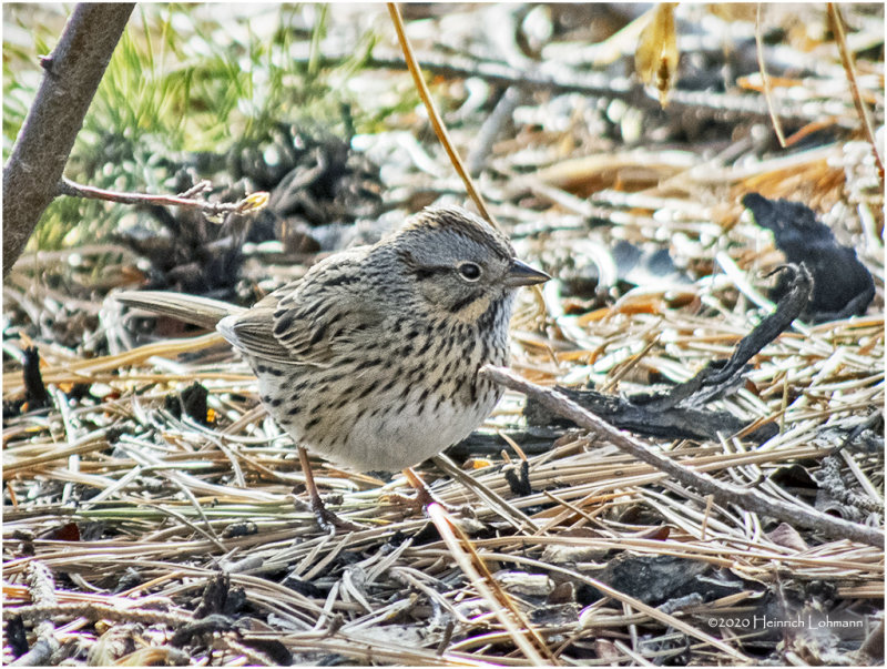 K421603-Lincolns Sparrow.jpg