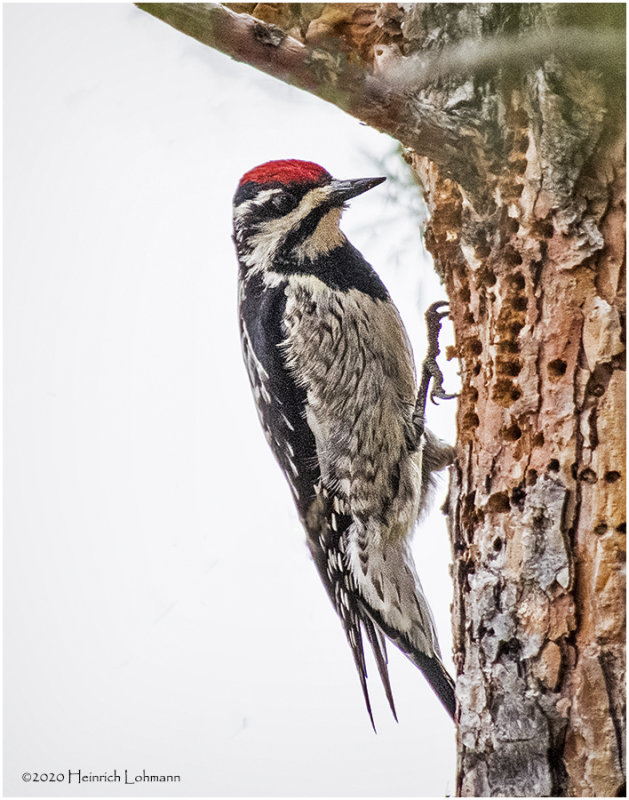 K421682-Yellow-Bellied Sapsucker-female.jpg