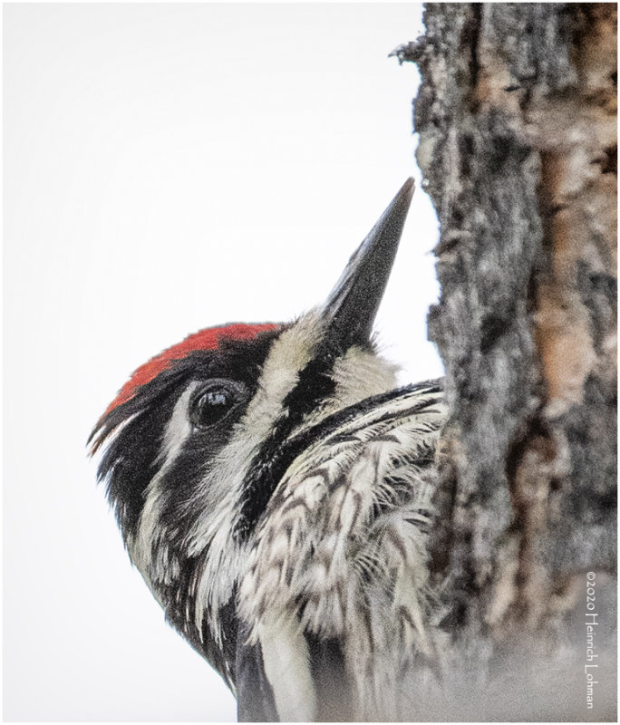 KP24963-Yellow-Bellied Sapsucker-female.jpg