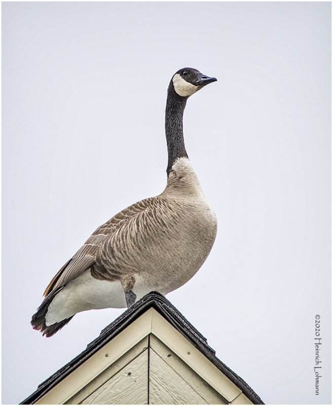 KP24939-Canada Goose.jpg