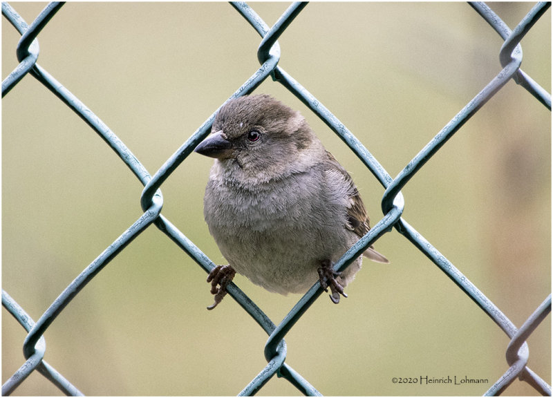 KP24951-House Sparrow-female.jpg
