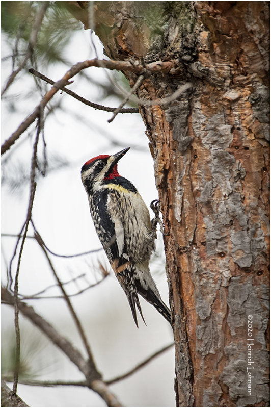 KP25107-Yellow-Bellied Sapsucker.jpg