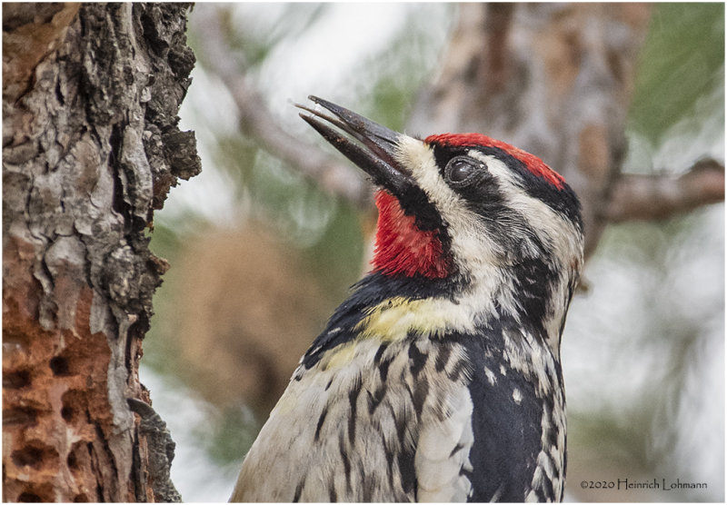 KP25021-Yellow-Bellied Sapsucker.jpg