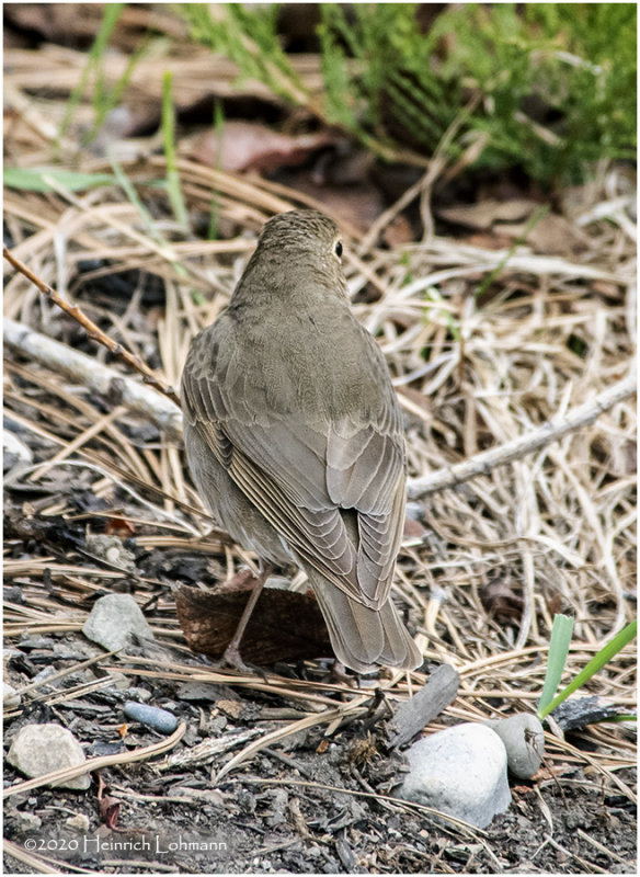 KP25166-Swainsons Thrush.jpg