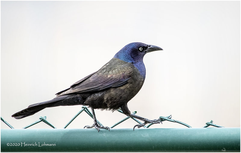 KP25299-Common Grackle.jpg