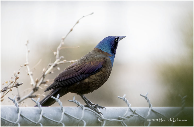 KP25312-Common Grackle.jpg