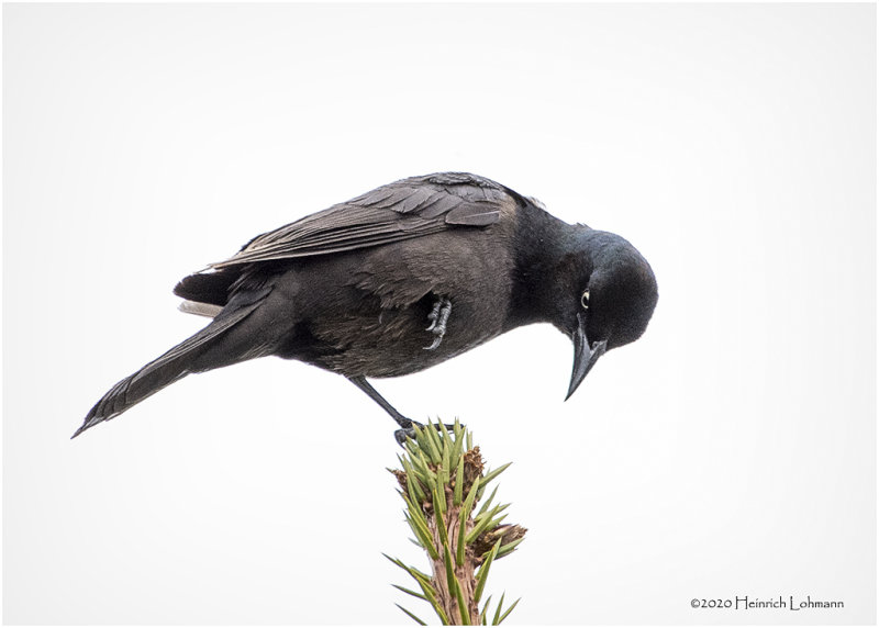 KP25973-Common Grackle.jpg