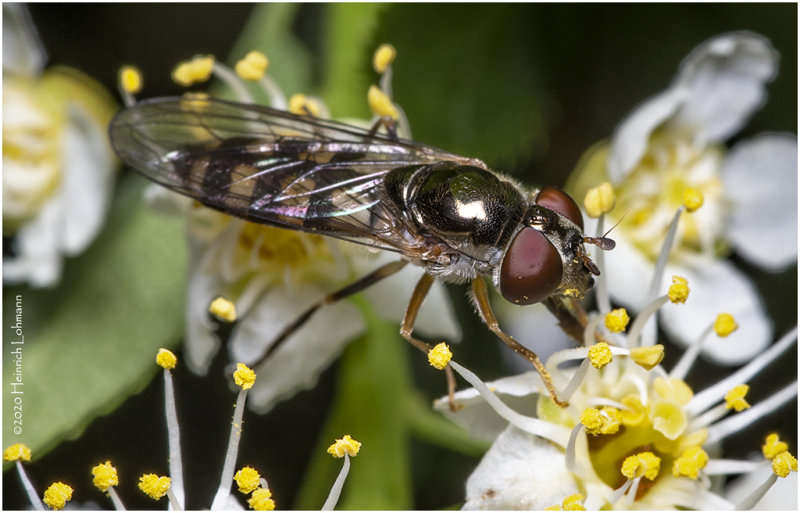 KS26631-A tiny Hoverfly-abut 10mm inlenght.jpg