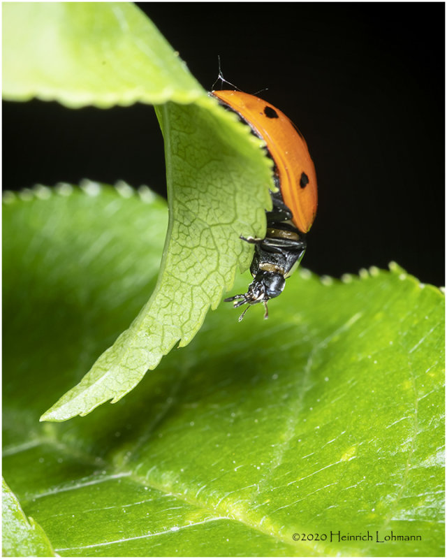 KS27157- Lady Bug.jpg