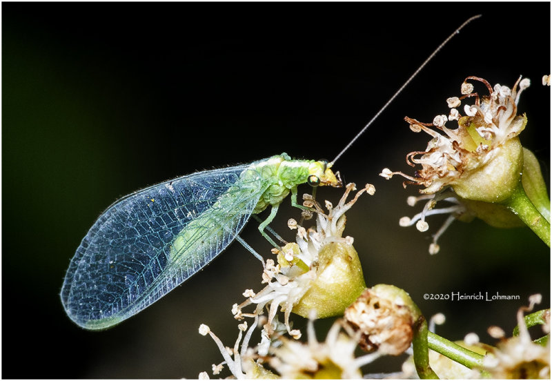 KS27191-Lacewing.jpg