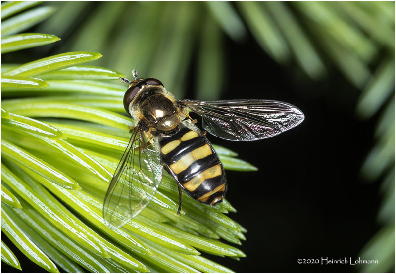 KS27262-American Hoverfly.jpg
