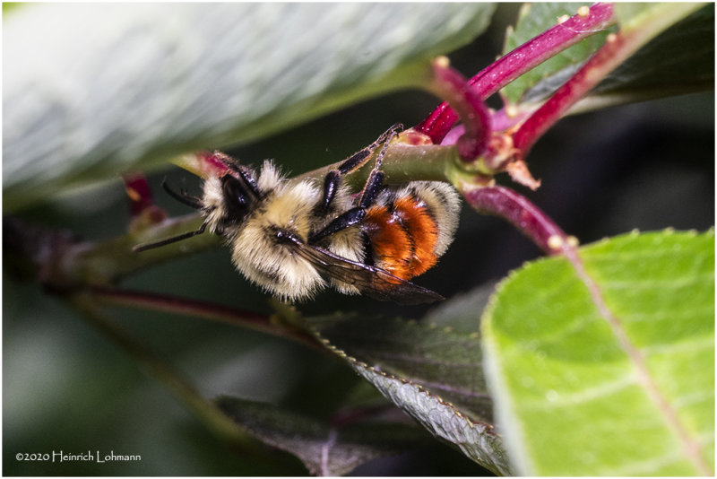 KS27304-Red-Tailed Bumble Bee.jpg