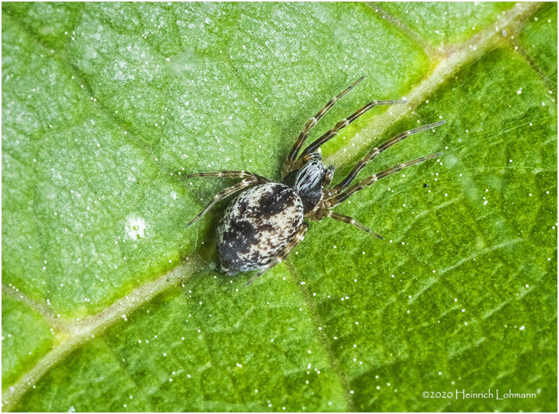 KS27408-tiny Spider.jpg