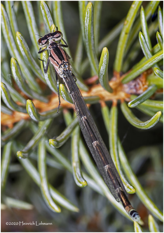 KS27569-Damsel Fly.jpg