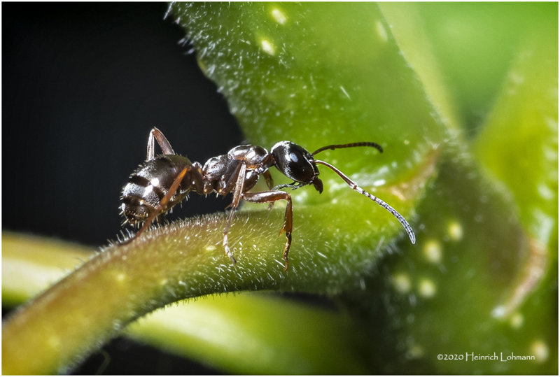 KS27633-Ant.jpg
