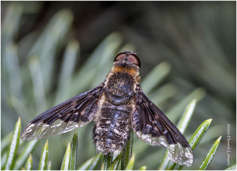 KS27680-unidentified Fly.jpg
