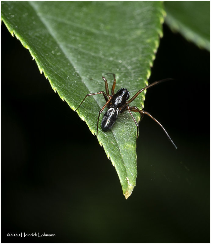 KS27692-Unidentified Spider.jpg