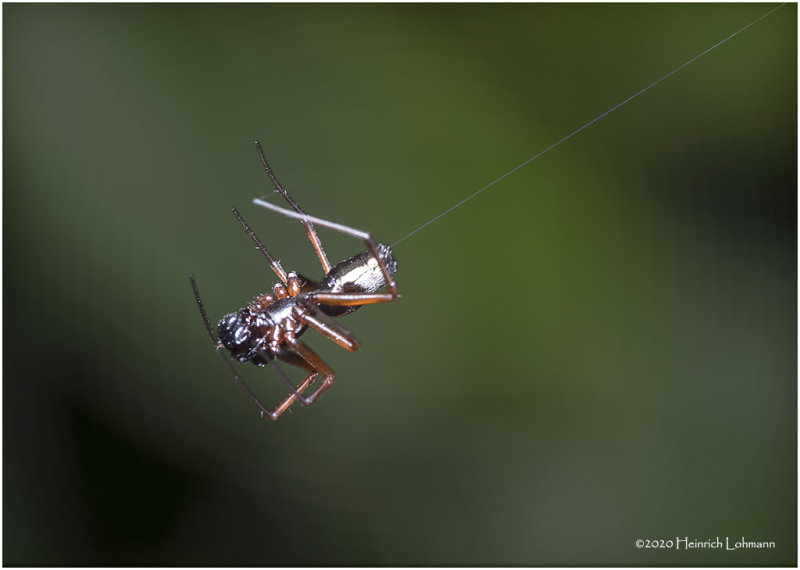 KS27749-unidentified Spider.jpg