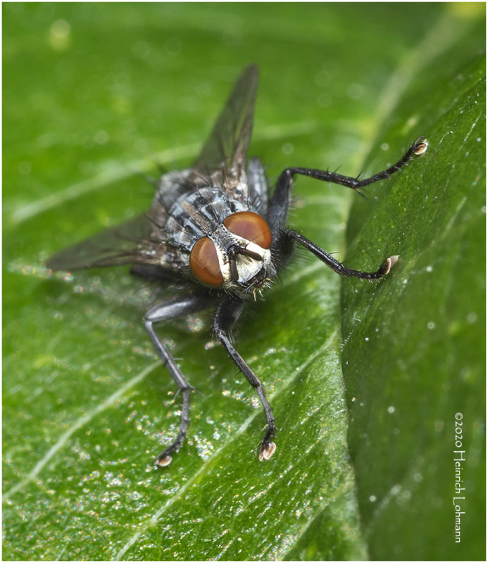 KS27984-Flesh Fly.jpg