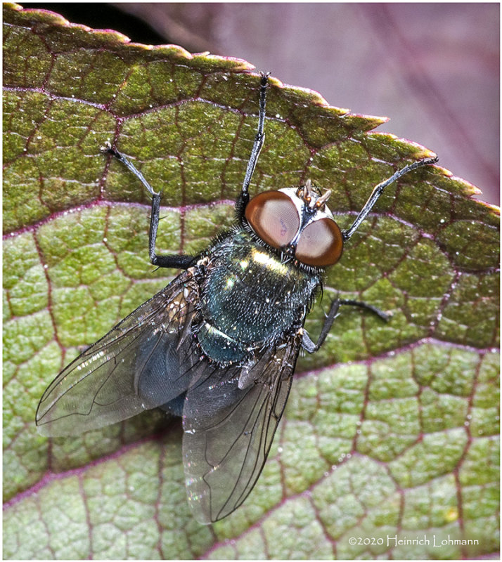 KS28028-unidentified fly.jpg