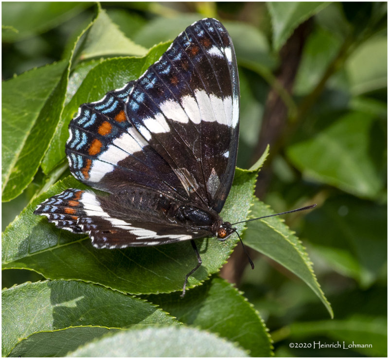 KS28075-White Admiral.jpg