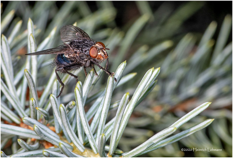 KS28169-unidentified Fly.jpg