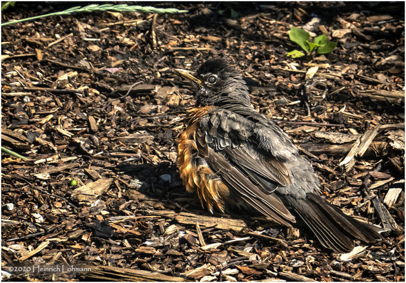 DSC2117-American Robin-Fledgling.jpg