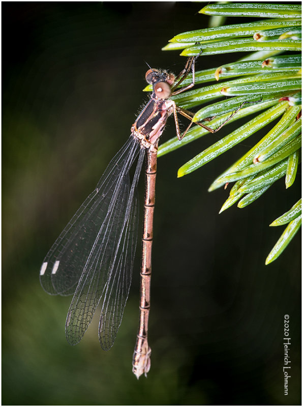 KS28239-Damsel Fly.jpg