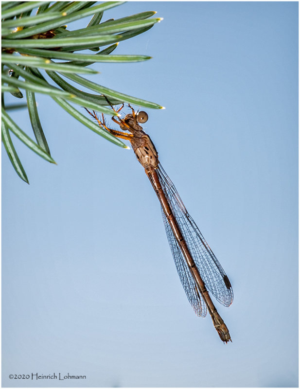 KS28279-Damsel Fly.jpg
